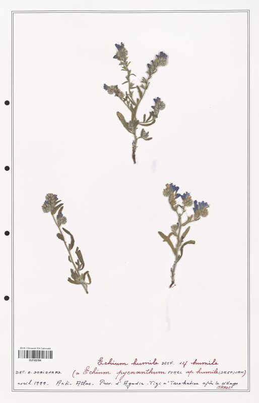 Echium humile  (Boraginaceae)