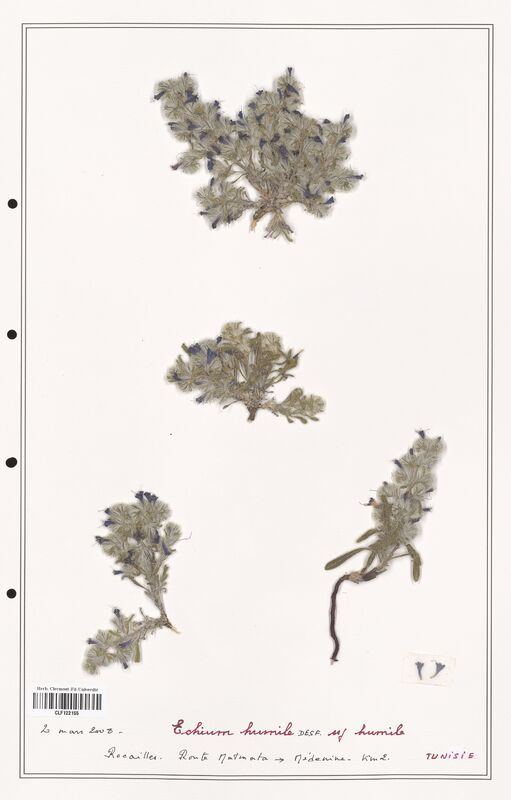 Echium humile  (Boraginaceae)