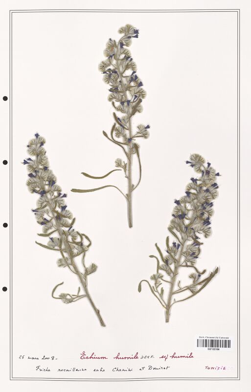 Echium humile  (Boraginaceae)