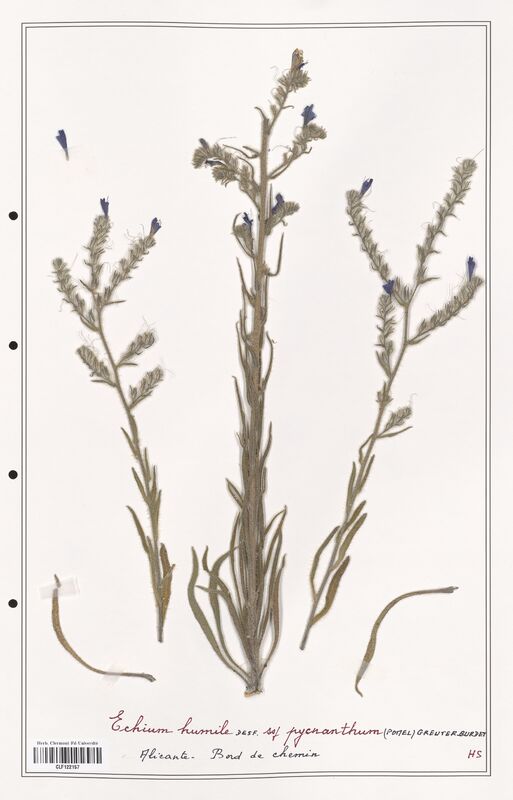 Echium humile  (Boraginaceae)