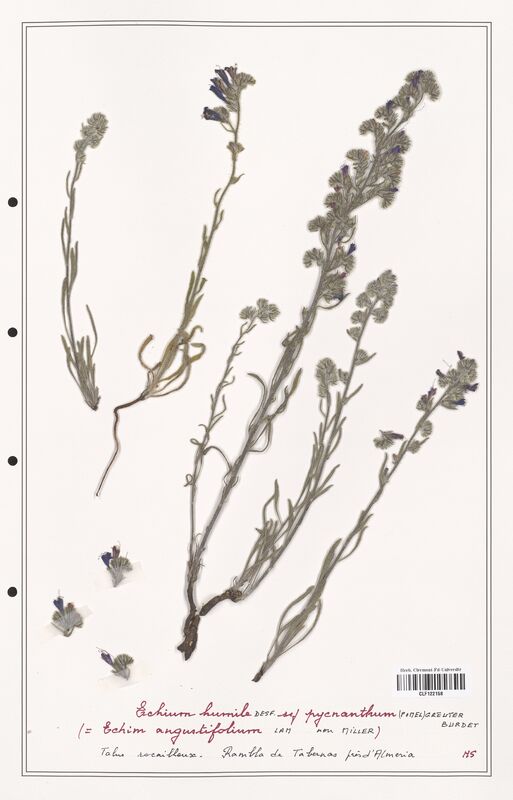 Echium humile  (Boraginaceae)