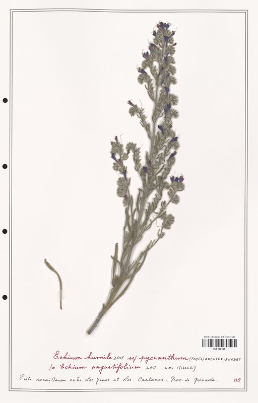 Echium humile  (Boraginaceae)