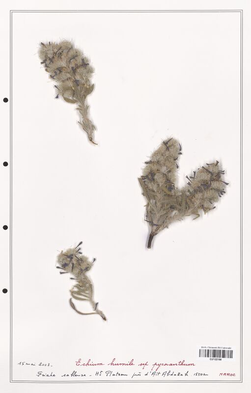 Echium humile  (Boraginaceae)