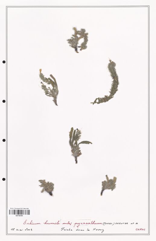 Echium humile  (Boraginaceae)