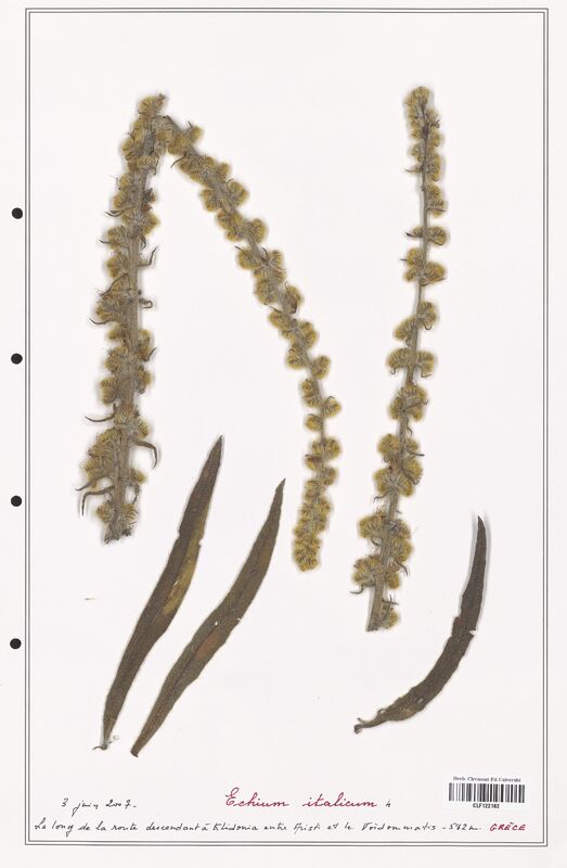 Echium italicum  (Boraginaceae)