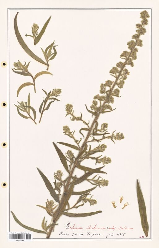 Echium italicum  (Boraginaceae)