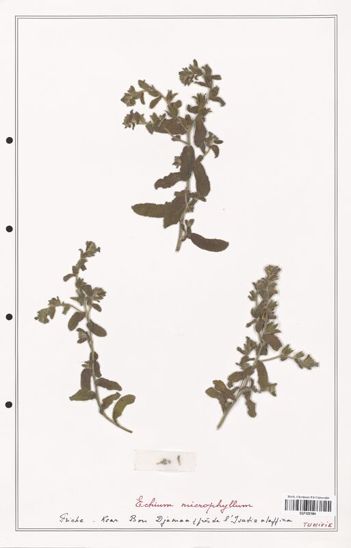 Echium microphyllum  (Boraginaceae)