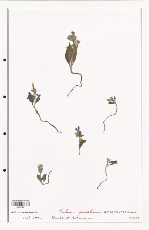 Echium petiolatum  (Boraginaceae)