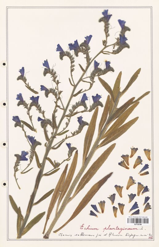 Echium plantagineum  (Boraginaceae)