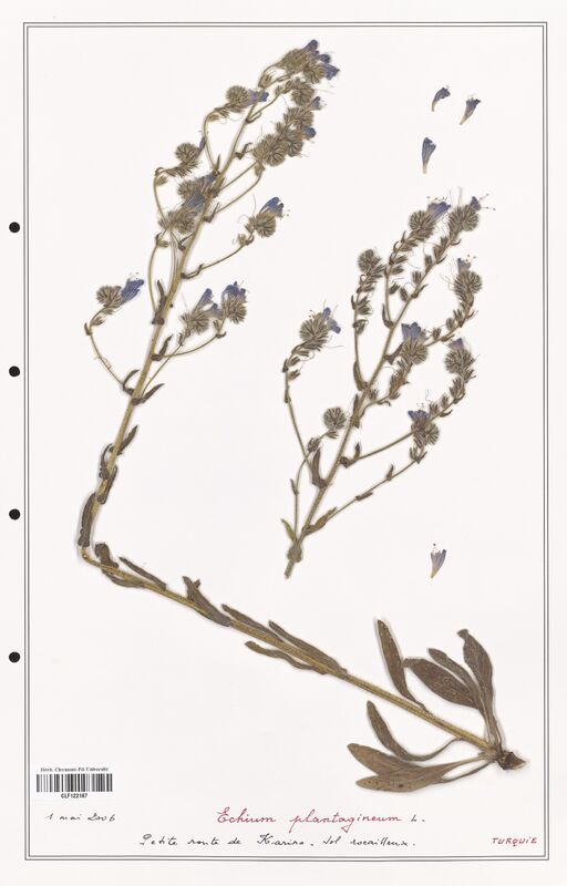 Echium plantagineum  (Boraginaceae)