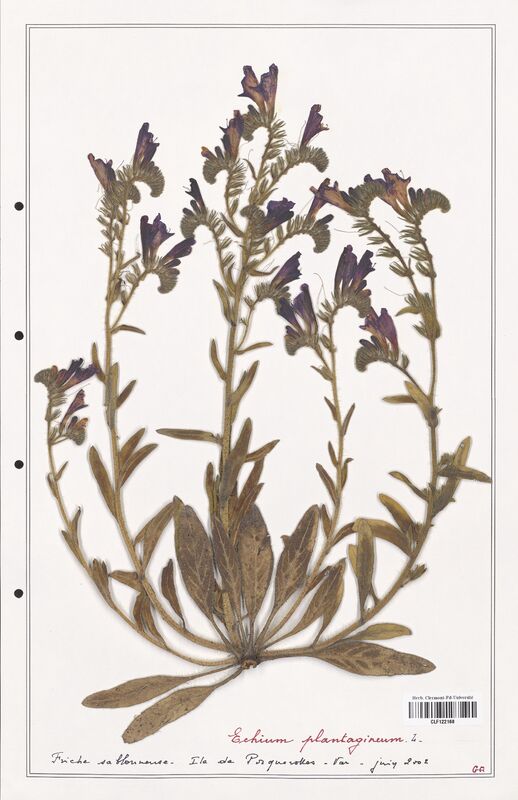 Echium plantagineum  (Boraginaceae)