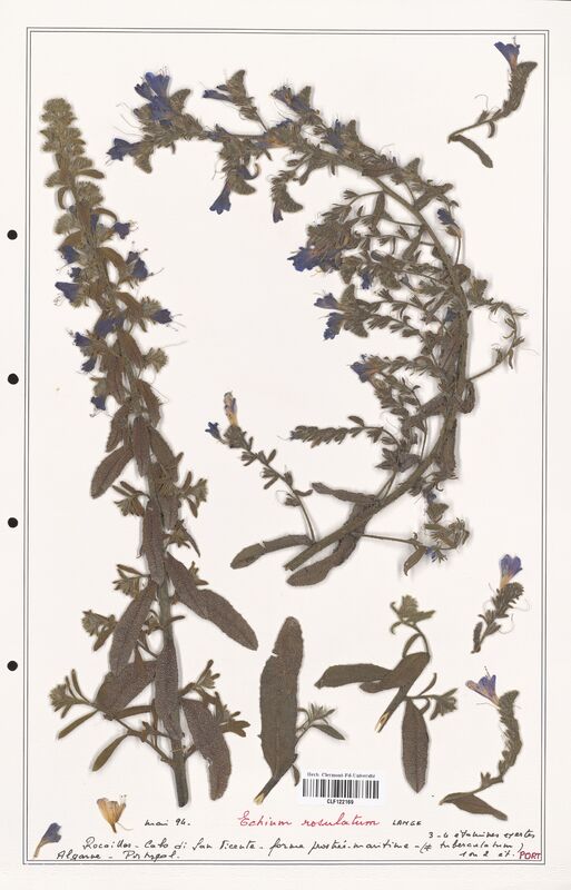 Echium rosulatum  (Boraginaceae)