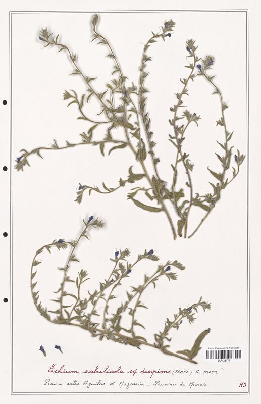 Echium sabulicola  (Boraginaceae)