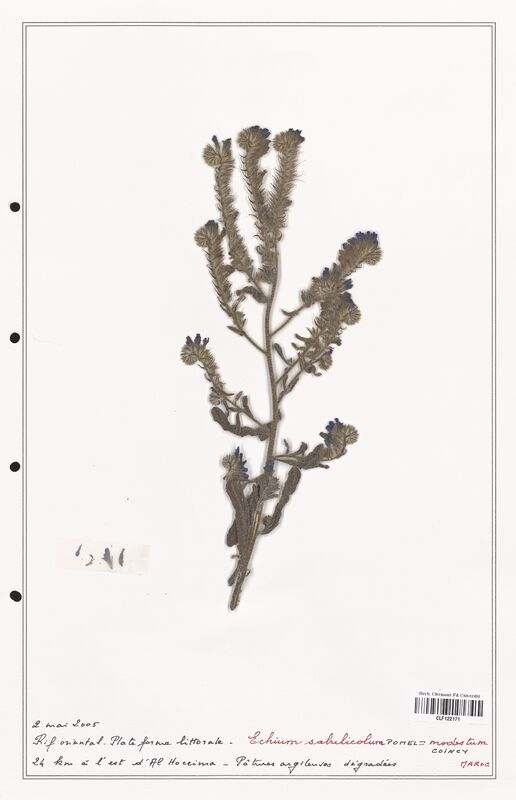 Echium sabulicola  (Boraginaceae)