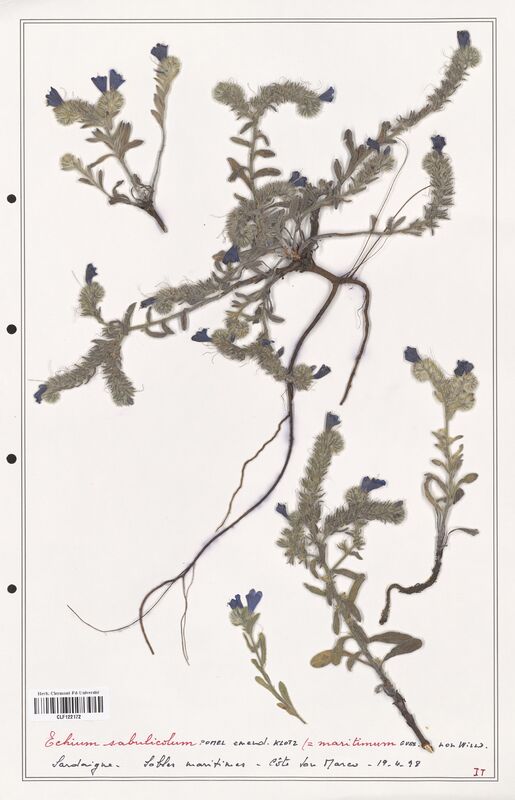 Echium sabulicola  (Boraginaceae)