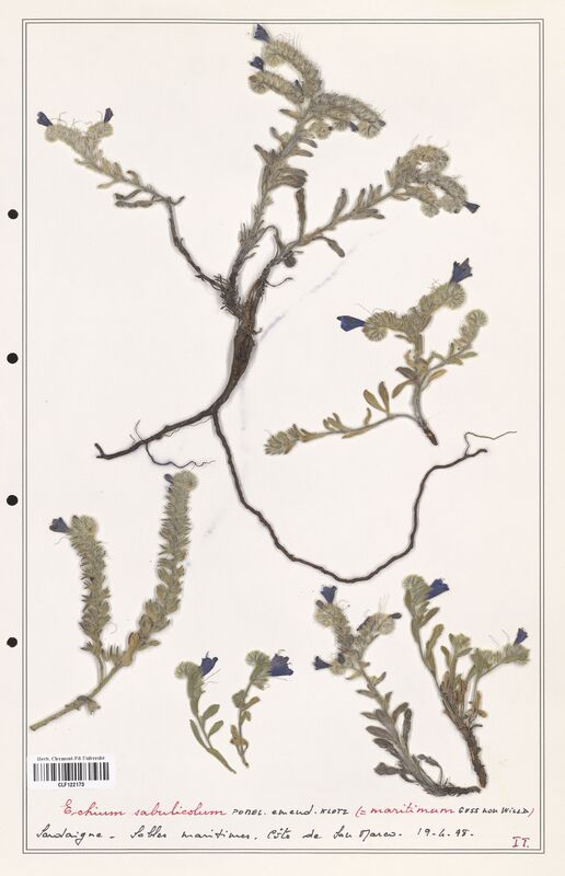 Echium sabulicola  (Boraginaceae)