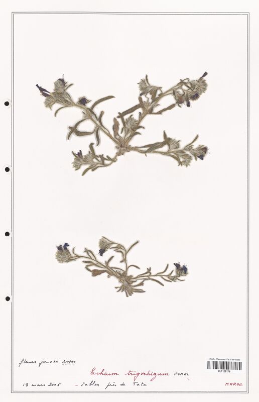 Echium trigorrhizum  (Boraginaceae)