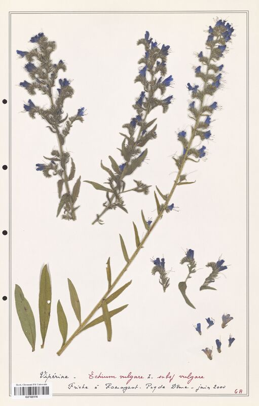 Echium vulgare  (Boraginaceae)