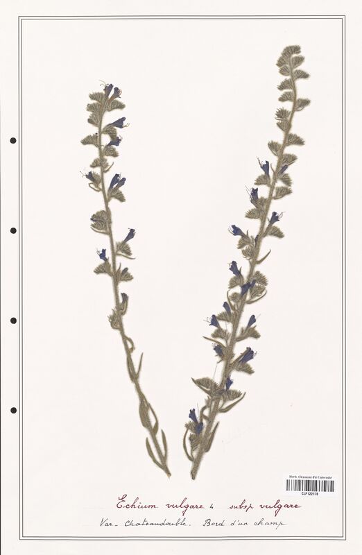 Echium vulgare  (Boraginaceae)