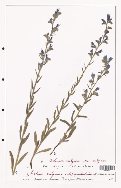 Echium vulgare  (Boraginaceae)