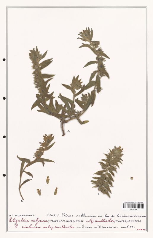 Elizaldia calycina  (Boraginaceae)