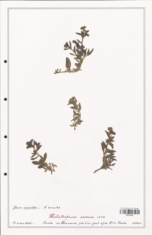 Heliotropium erosum  (Boraginaceae)