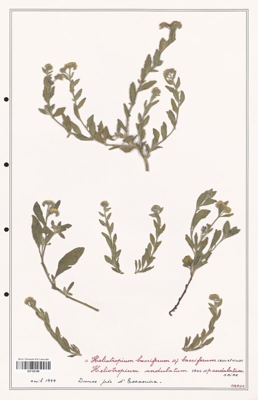 Heliotropium bacciferum  (Boraginaceae)