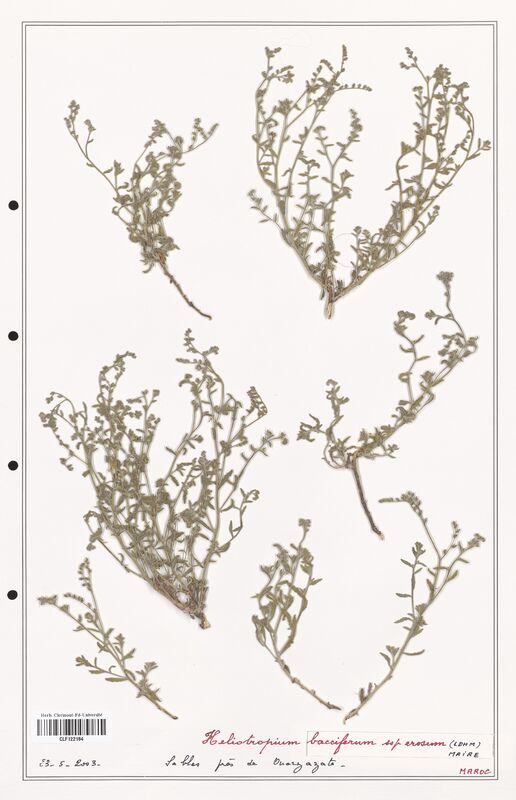 Heliotropium bacciferum  (Boraginaceae)