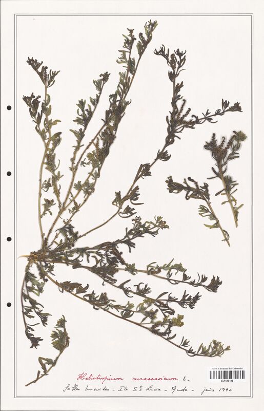 Heliotropium curassavicum  (Boraginaceae)