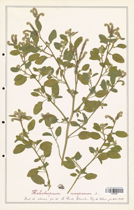 Heliotropium europaeum  (Boraginaceae)