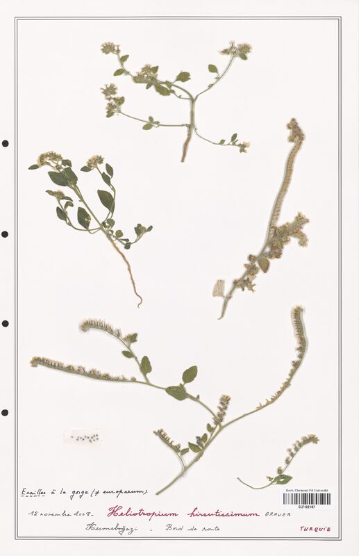 Heliotropium hirsutissimum  (Boraginaceae)