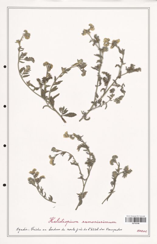 Heliotropium ramosissimum  (Boraginaceae)