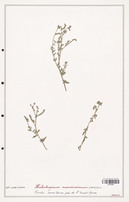 Heliotropium ramosissimum  (Boraginaceae)