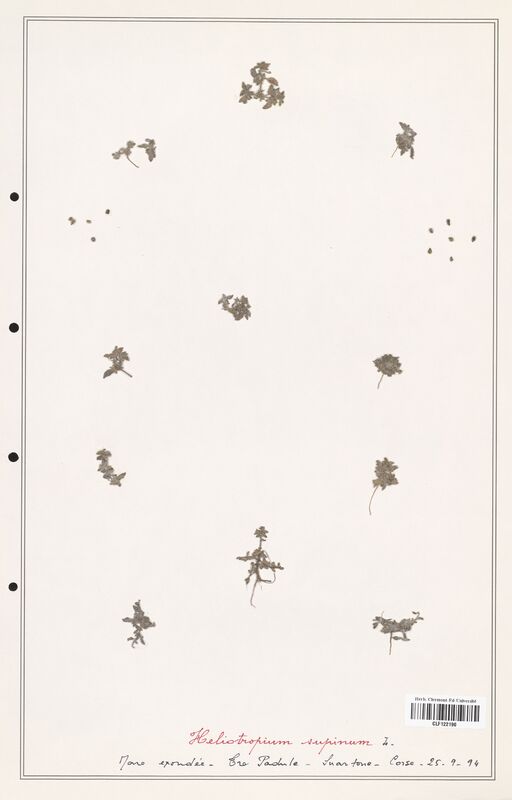 Heliotropium supinum  (Boraginaceae)