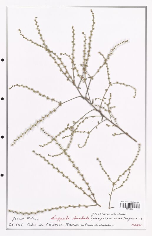 Lappula barbata  (Boraginaceae)