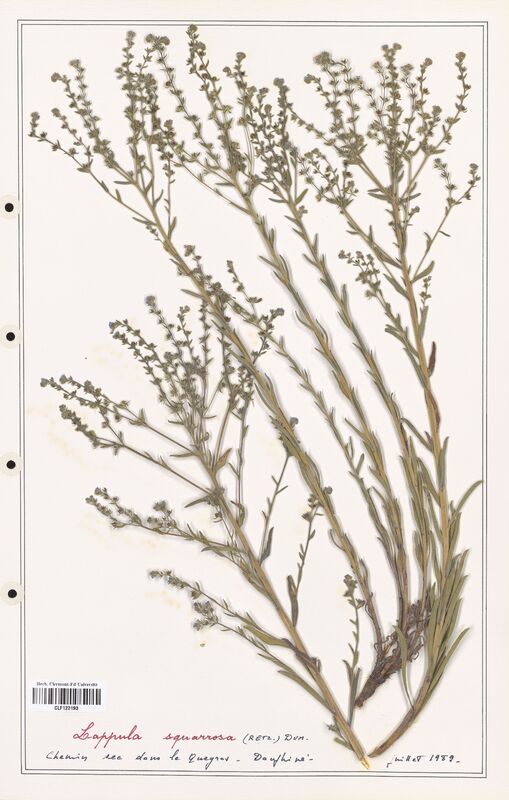 Lappula squarrosa  (Boraginaceae)