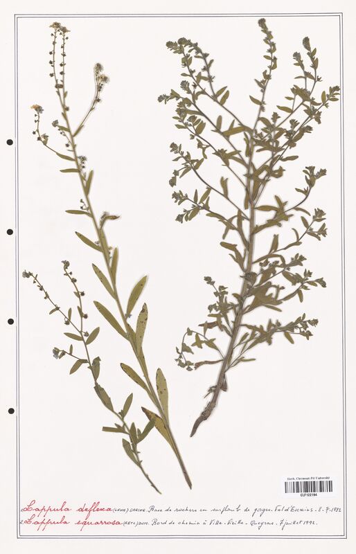 Lappula deflexa  (Boraginaceae)