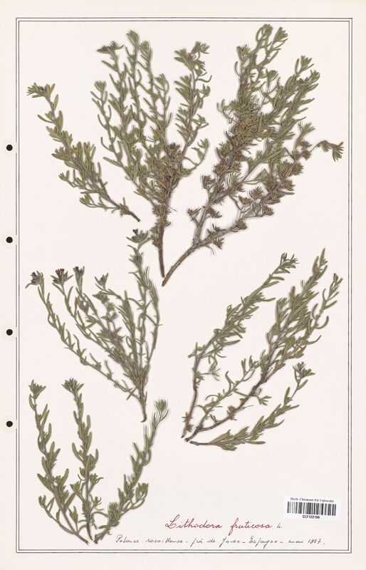 Lithodora fruticosa  (Boraginaceae)