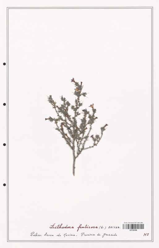 Lithodora fruticosa  (Boraginaceae)