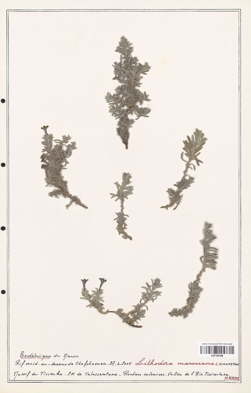 Lithodora maroccana  (Boraginaceae)