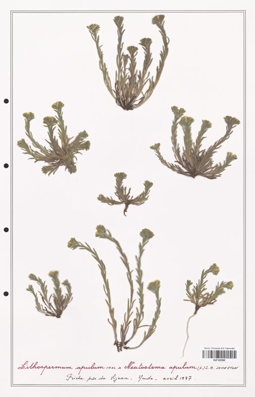 Lithospermum apulum  (Boraginaceae)