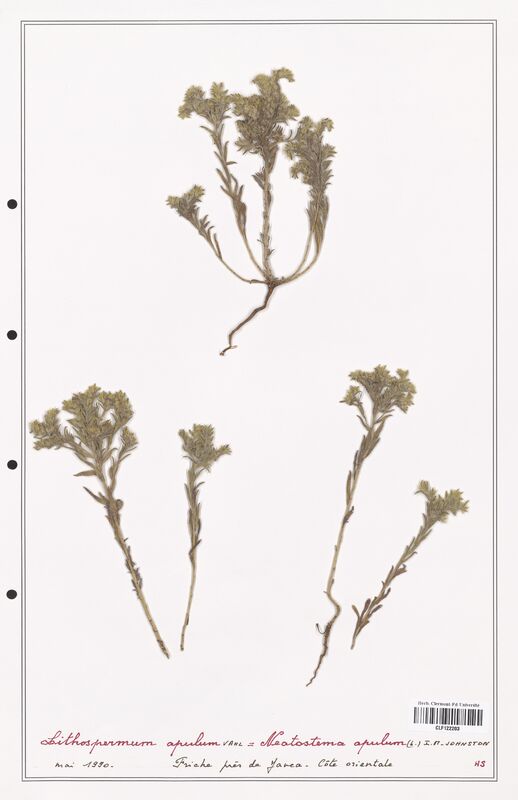 Lithospermum apulum  (Boraginaceae)