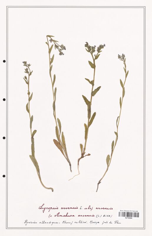 Lycopsis arvensis  (Boraginaceae)