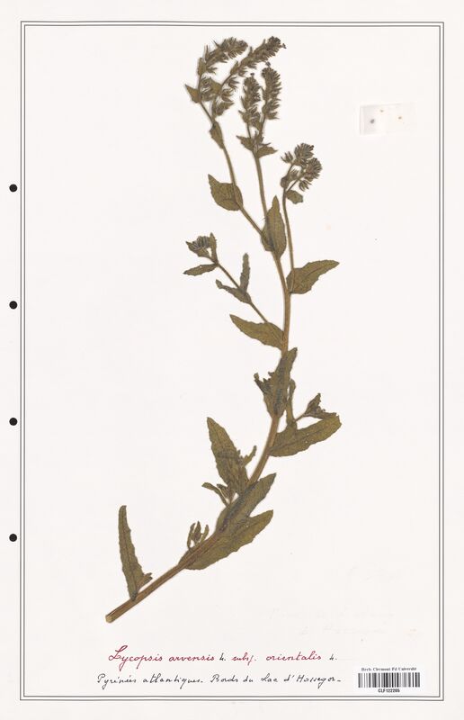 Lycopsis arvensis  (Boraginaceae)