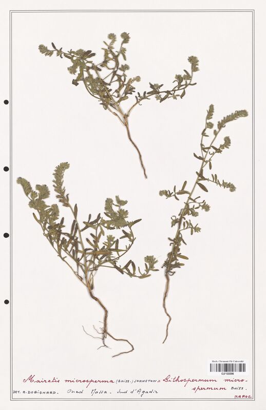 Mairetis microsperma  (Boraginaceae)