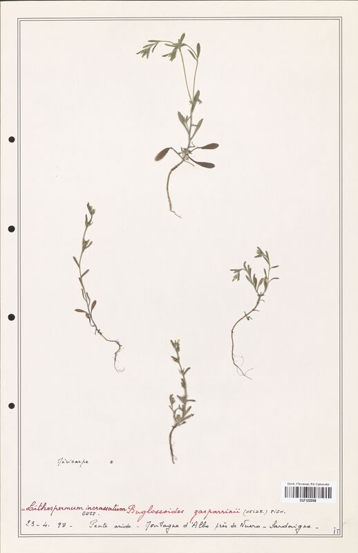 Lithospermum incrassatum  (Boraginaceae)