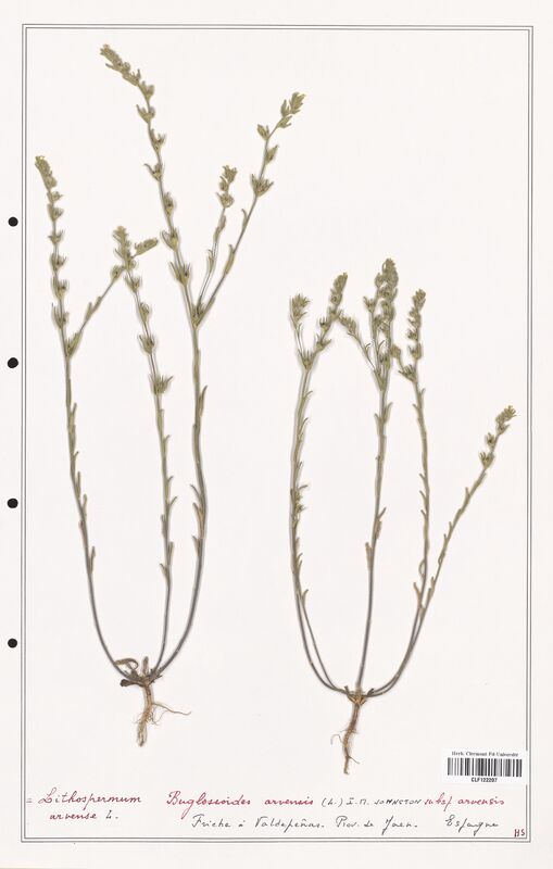 Lithospermum arvense  (Boraginaceae)