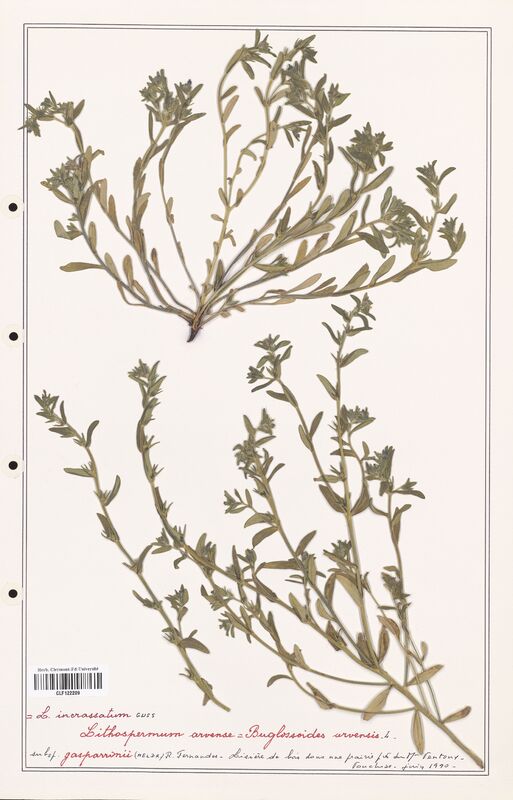 Lithospermum incrassatum  (Boraginaceae)