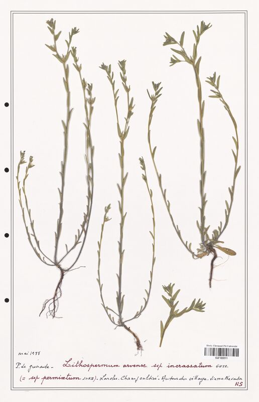 Lithospermum arvense  (Boraginaceae)