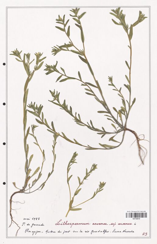 Lithospermum arvense  (Boraginaceae)